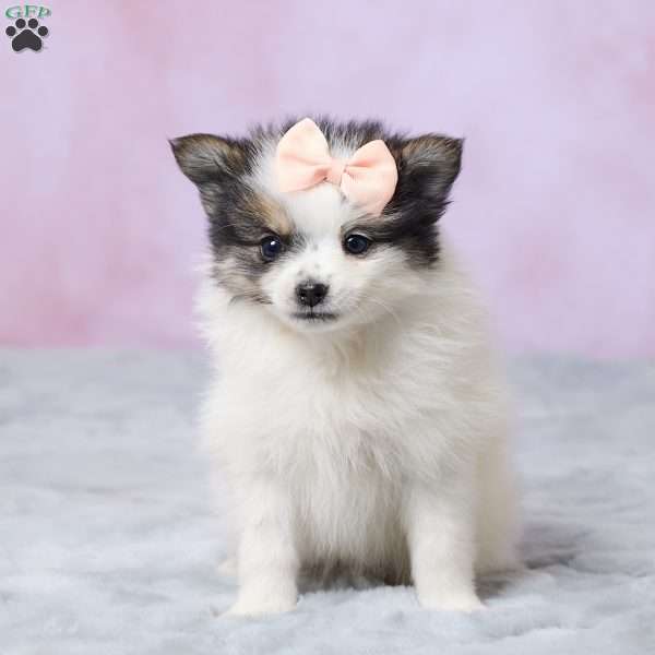 Sandy, Pomeranian Puppy